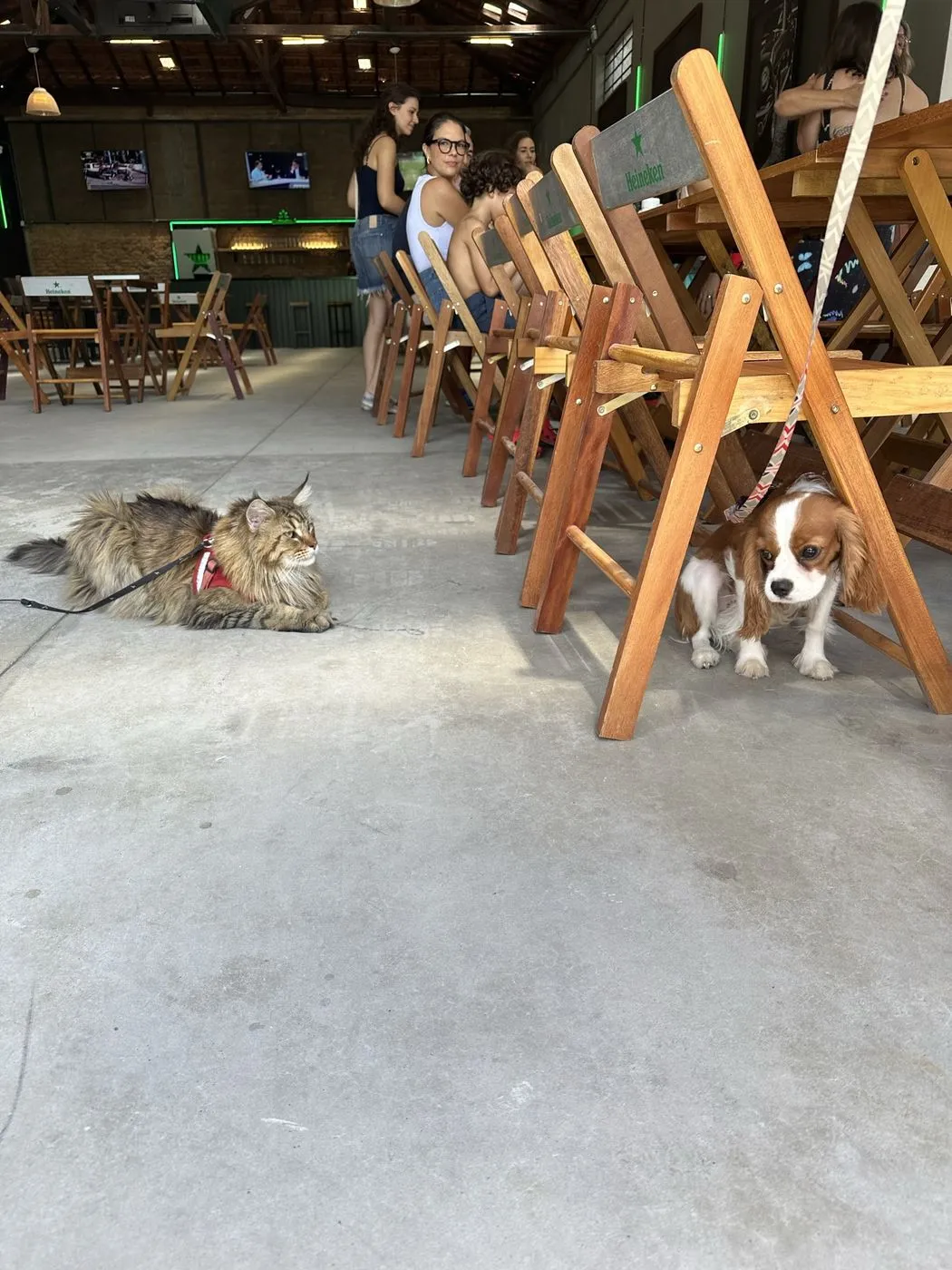 Gato e cachorro no salão do Farofa, ambiente pet friendly